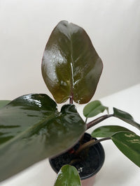 Philodendron Majesty with large glossy dark purple-black leaves in nursery pot