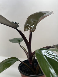 Philodendron Majesty with large glossy dark purple-black leaves in nursery pot