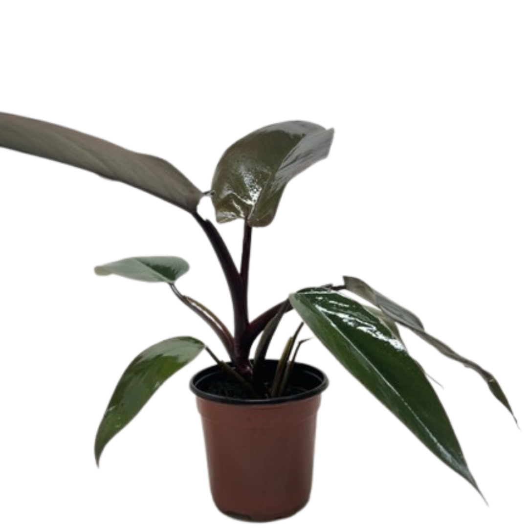 Philodendron Majesty with large glossy dark purple-black leaves in nursery pot