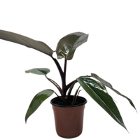 Philodendron Majesty with large glossy dark purple-black leaves in nursery pot