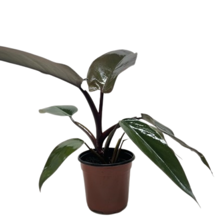 Philodendron Majesty with large glossy dark purple-black leaves in nursery pot