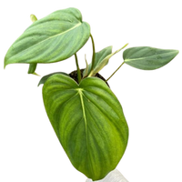 Philodendron 'Mcdowell'