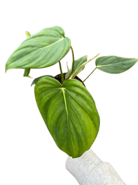Philodendron 'Mcdowell'