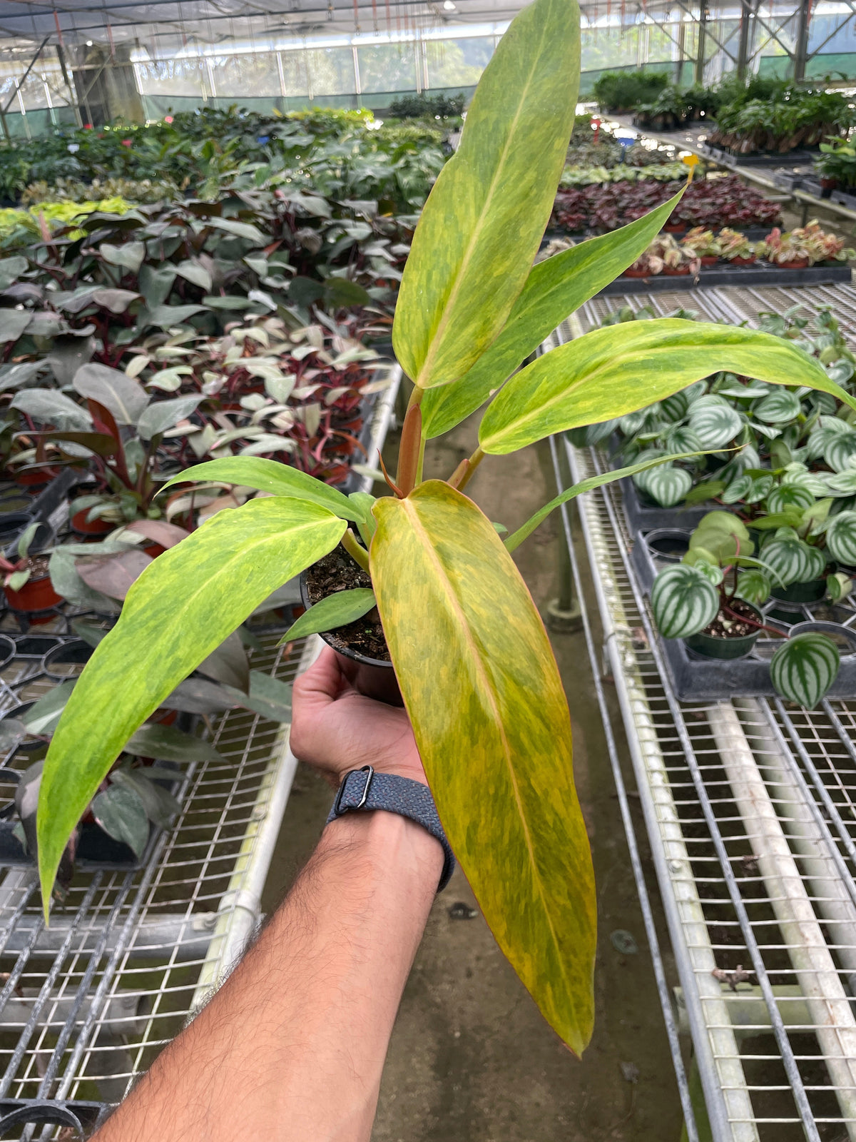 philodendron orange marmalade mature Philodendron 'Orange Marmalade'