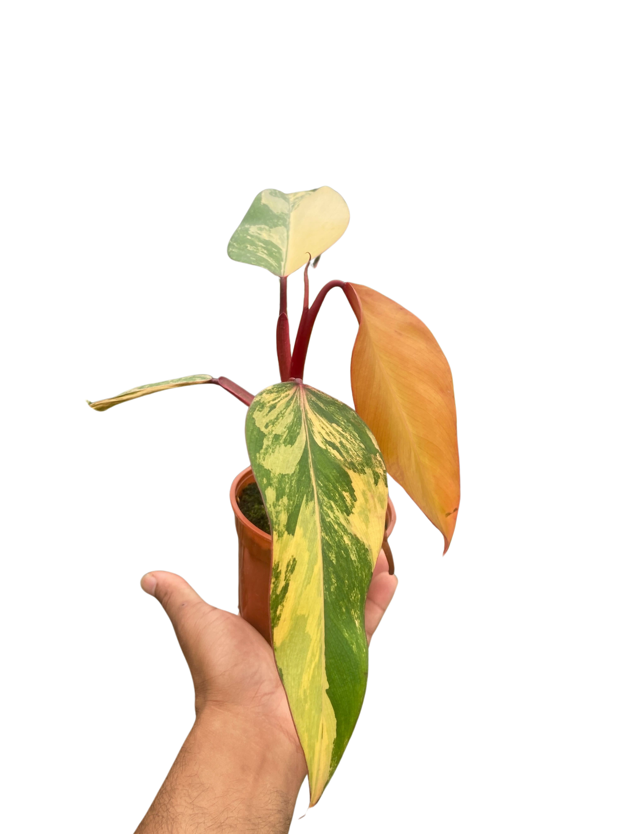strawberry shake philodendron Philodendron 'Strawberry Shake' 6" Pot