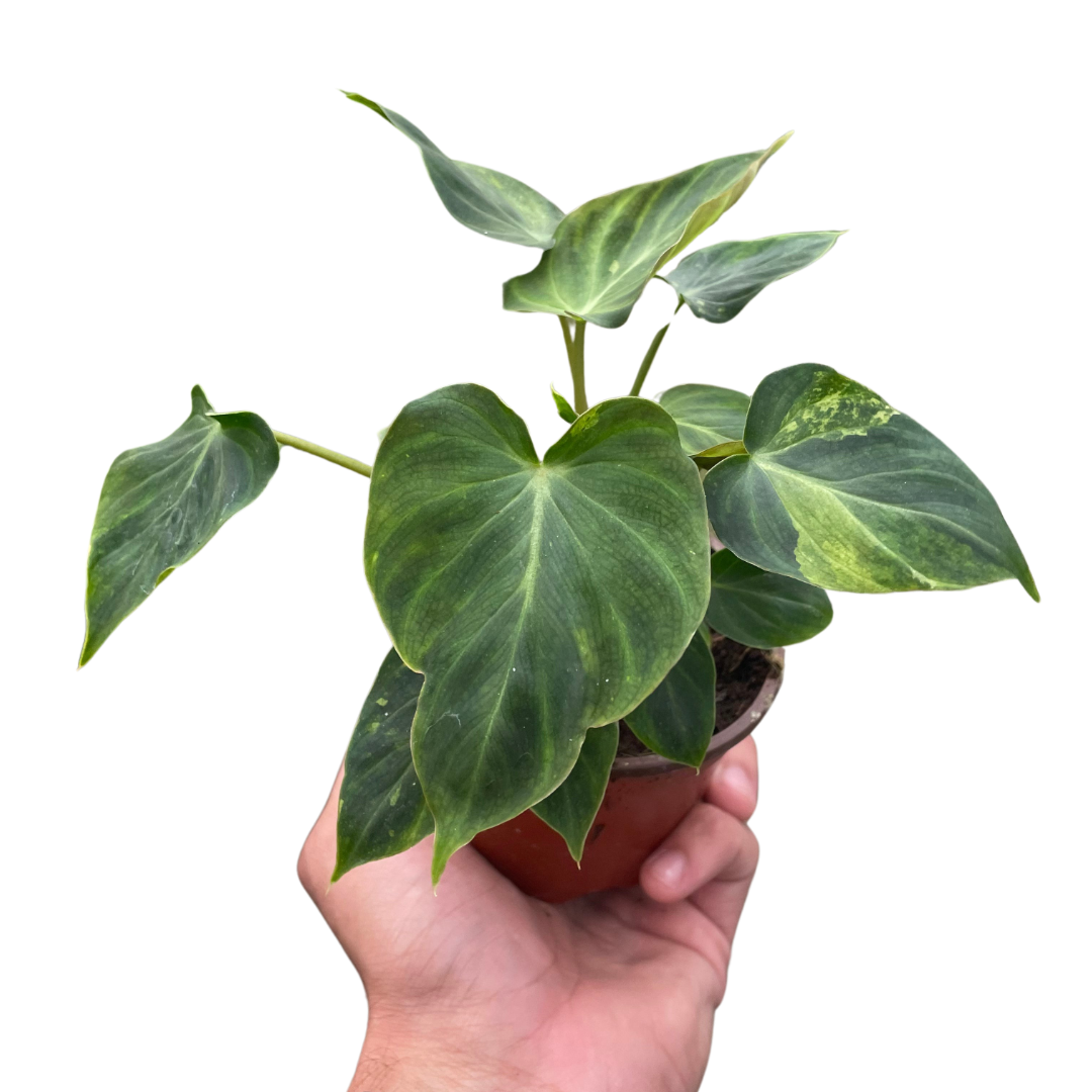 philodendron verrucosum purple Philodendron verrucosum