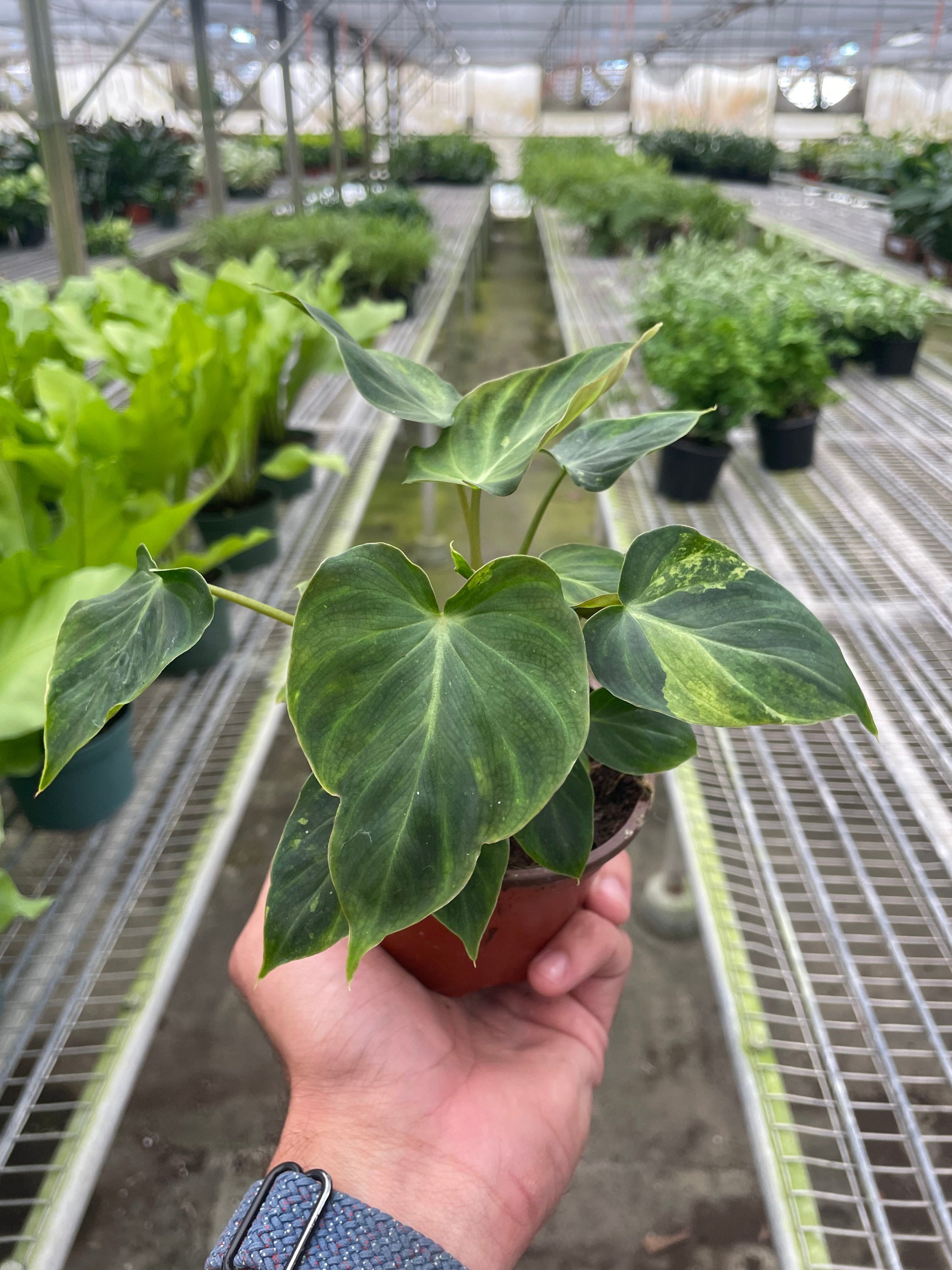 philodendron verrucosum purple Philodendron Verrucosum
