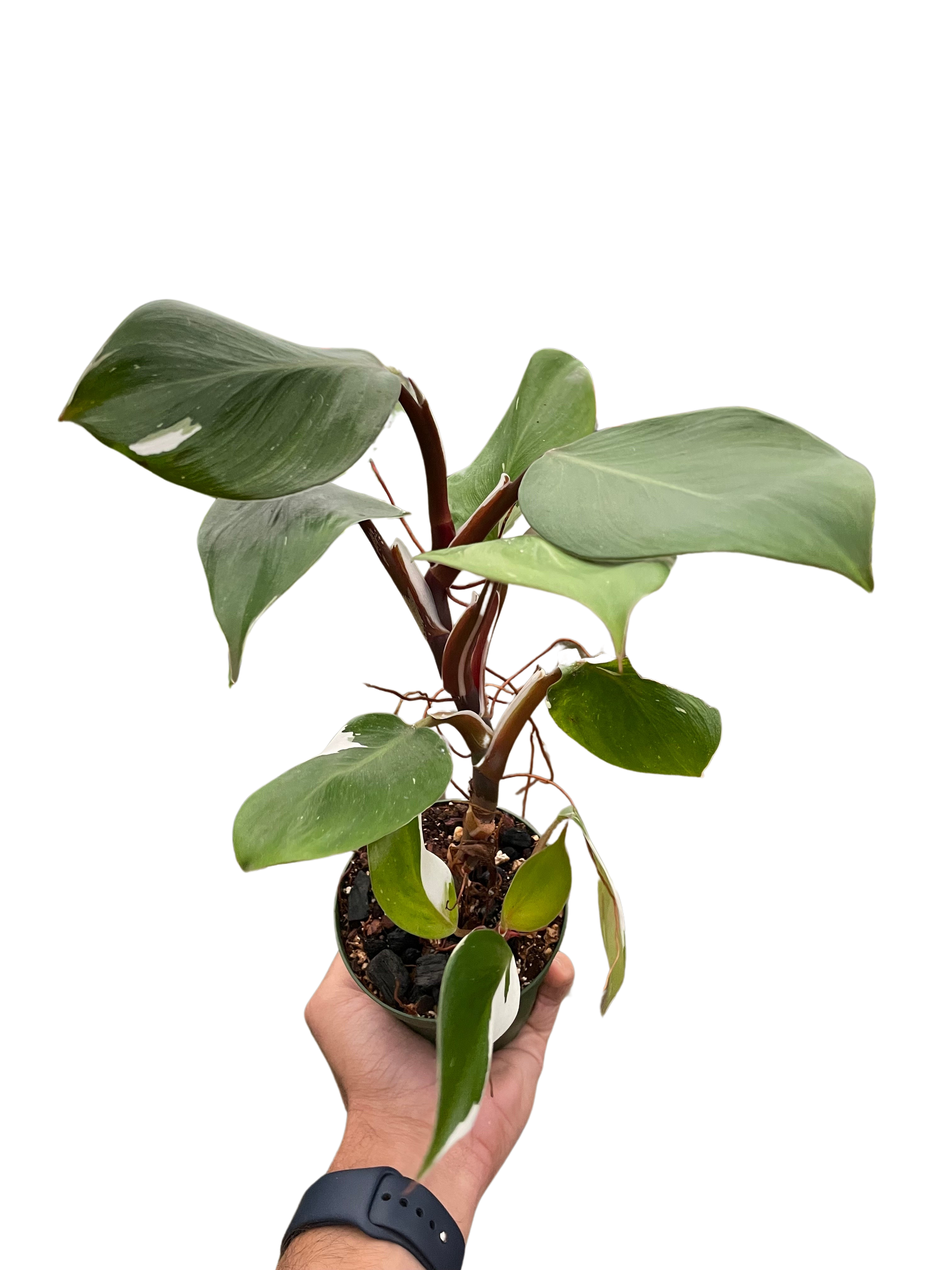philodendron erubescens white knight Philodendron White Knight