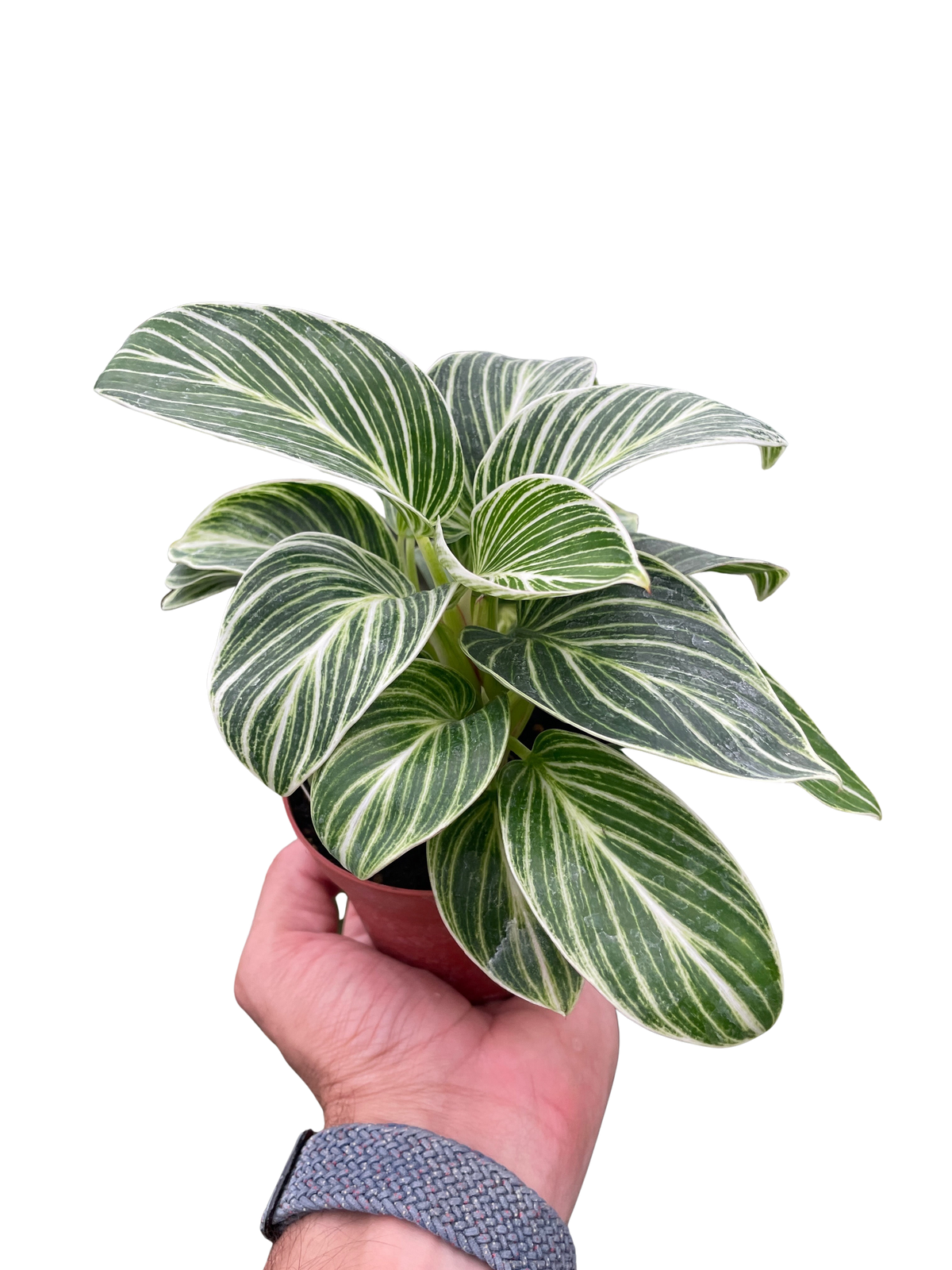 cream variegated philodendron Philodendron White Measure