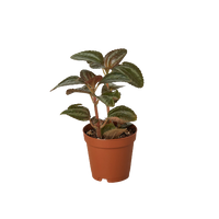 Pilea 'Bronze'