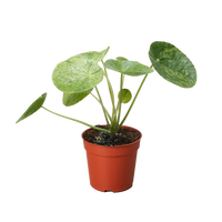 Pilea Mojito compact plant with green leaves splashed with silver aluminum markings