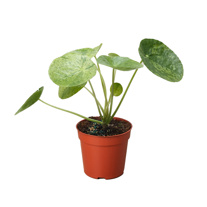 Pilea Mojito compact plant with green leaves splashed with silver aluminum markings