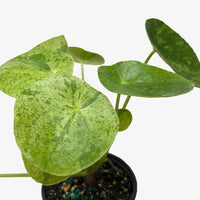 Pilea Mojito compact plant with green leaves splashed with silver aluminum markings