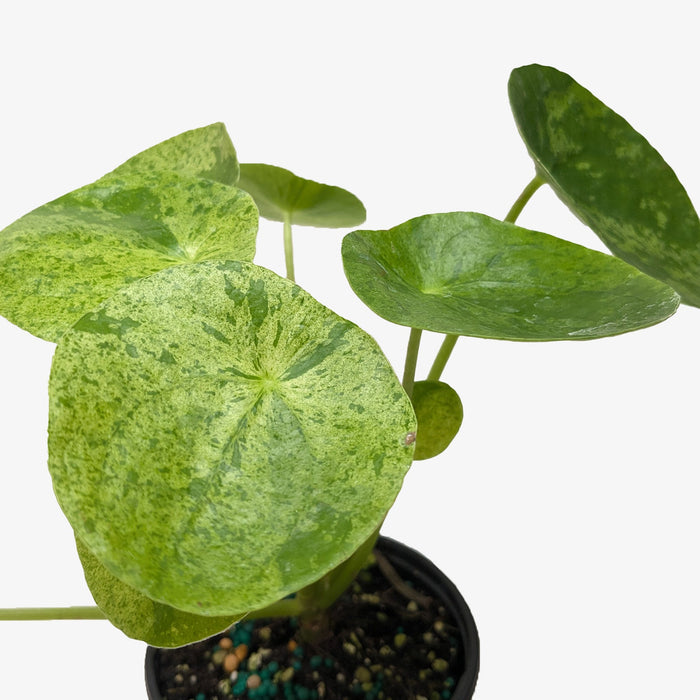 Pilea Mojito compact plant with green leaves splashed with silver aluminum markings