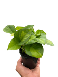 Pothos 'Global Green'