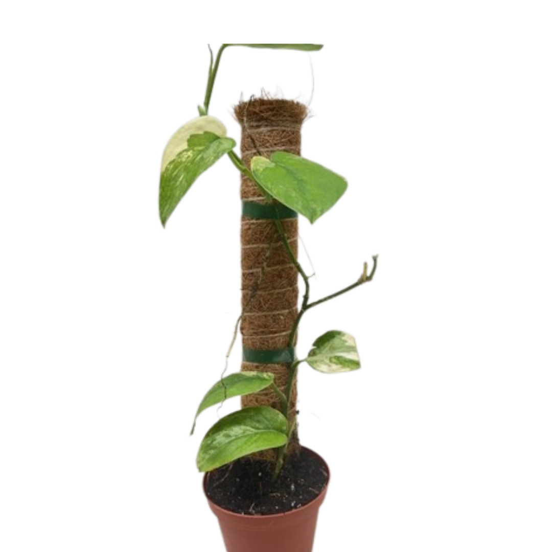 Scindapsus Jade Satin Albo with velvety dark green leaves splashed with silver variegation