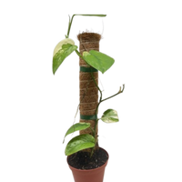 Scindapsus Jade Satin Albo with velvety dark green leaves splashed with silver variegation