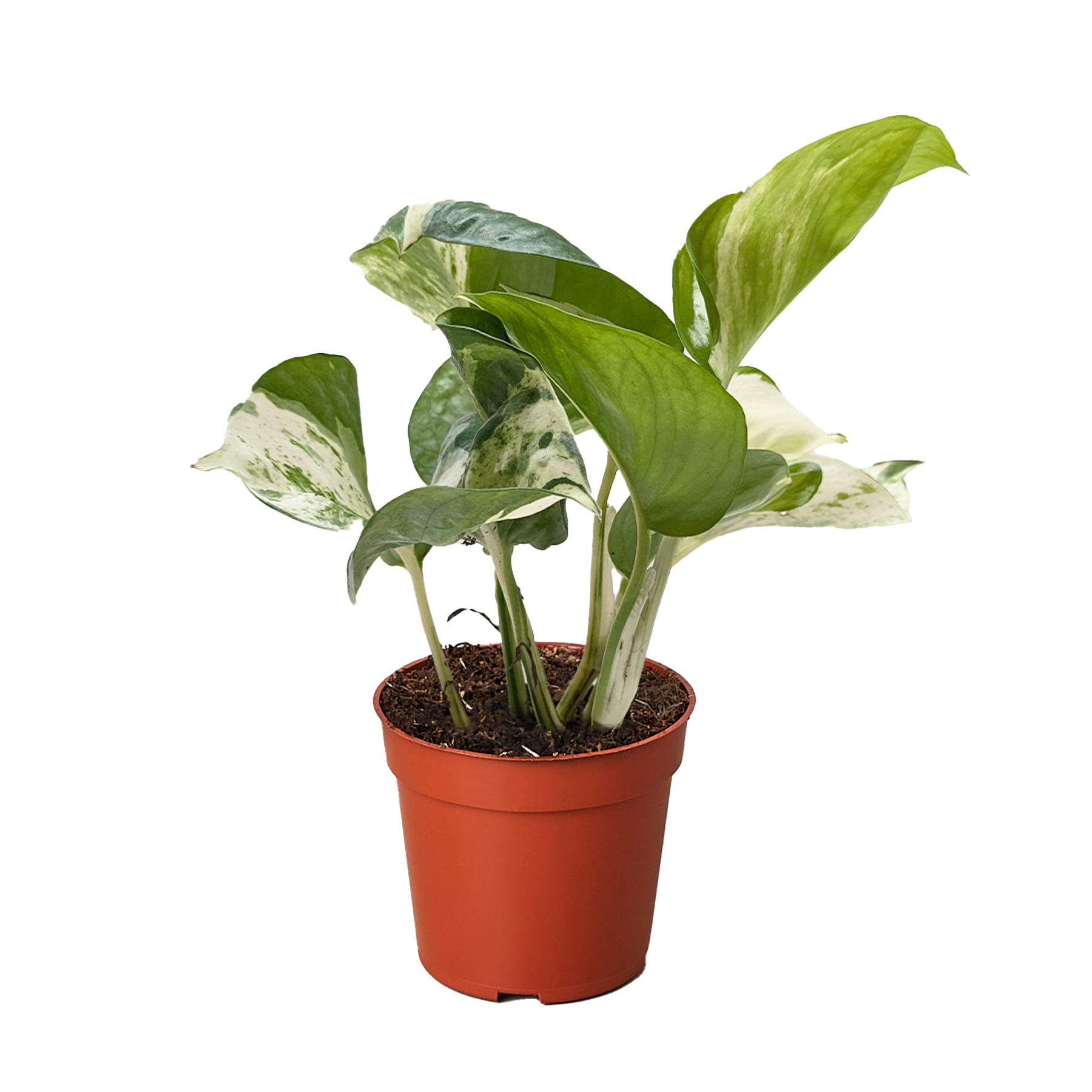 Pothos Manjula – The Plant Stylist