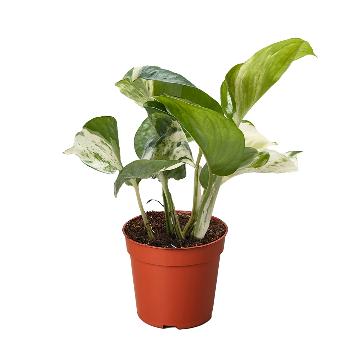 Pothos Manjula with large wavy leaves featuring bright white and green marbled variegation