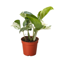 Pothos Manjula with large wavy leaves featuring bright white and green marbled variegation