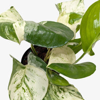 Pothos Manjula with large wavy leaves featuring bright white and green marbled variegation