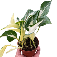 Pothos 'Mutant Manjula'