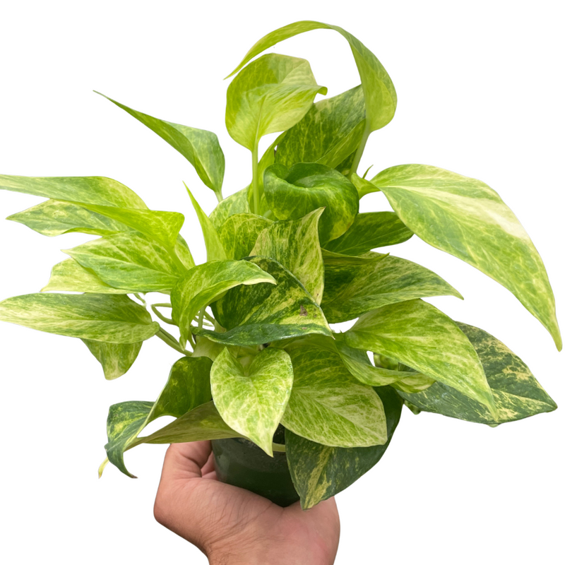 bright green pothos Pothos Neon Queen