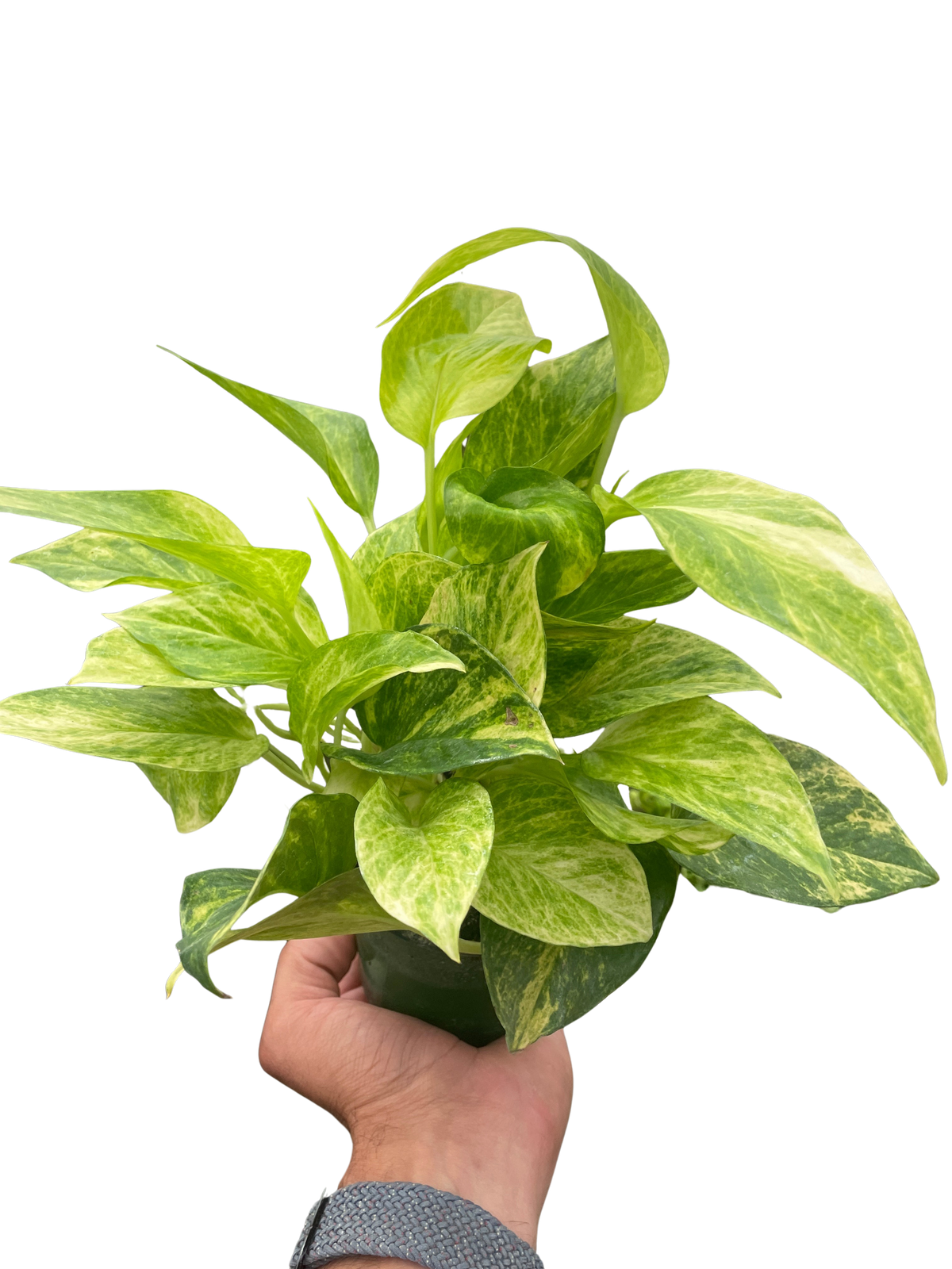 neon pothos trailing Pothos Neon Queen