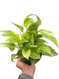 neon queen pothos Pothos ‘Neon Queen’ Houseplant