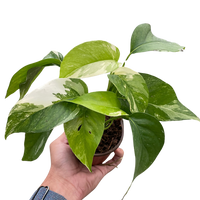 Pothos 'Albo Variegata'