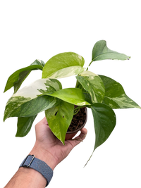 Pothos 'Albo Variegata'