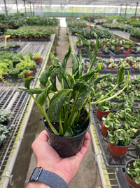 Pothos Shangri La with distinctive curled cupped green leaves trailing from nursery pot