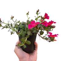 Purslane