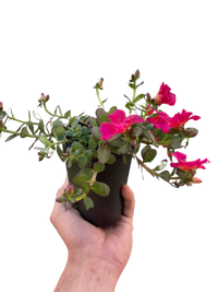 Purslane