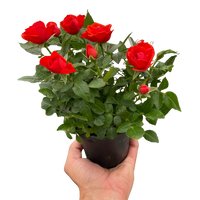 Mini Rose Bush