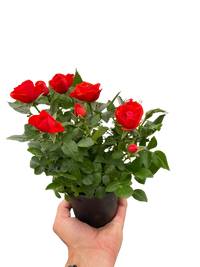 Mini Rose Bush