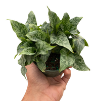 Schismatoglottis 'Thailand'