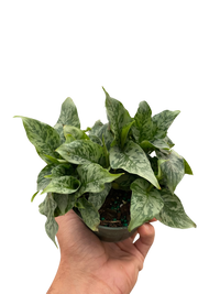 Schismatoglottis 'Thailand'