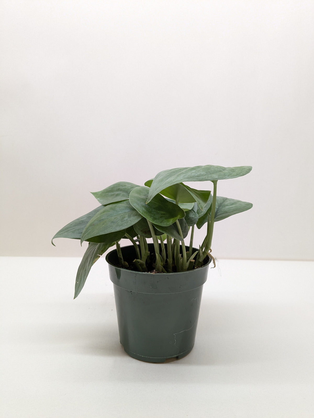 Scindapsus Platinum Java with large velvety leaves washed in brilliant silver platinum color