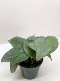 Scindapsus Platinum Java with large velvety leaves washed in brilliant silver platinum color