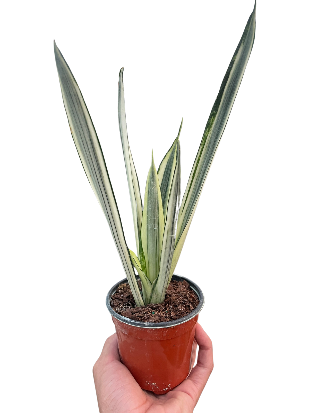 white sansevieria bantel's sensation Snake 'Bantel's Sensation'