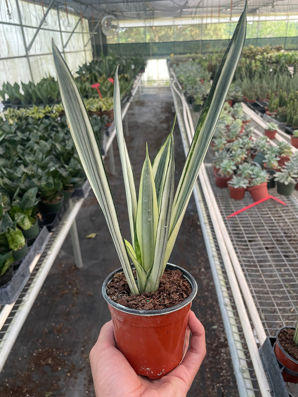 sansevieria white stripes Snake 'Bantel's Sensation'