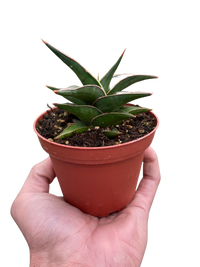 Snake 'Lavranos'
