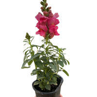 SnapDragon