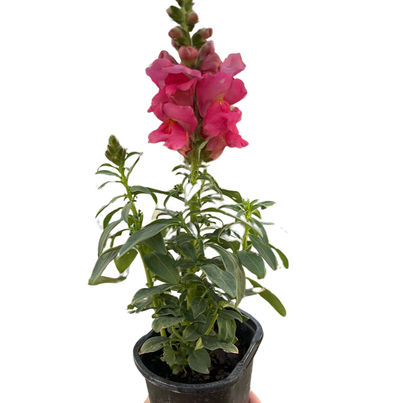 SnapDragon