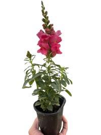 SnapDragon
