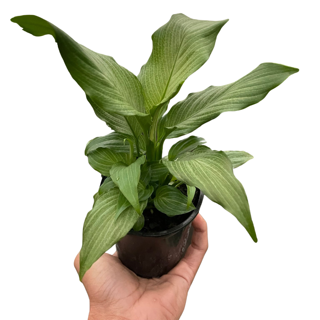 peace lily silver Spathiphyllum Platinum Mist