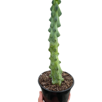 Boobie Cactus