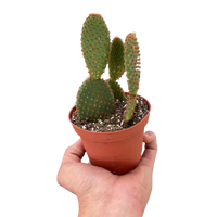Opuntia 'Microdasys' (Bunny Ear Cactus)