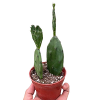 Succulent Prickly Pear Cactus